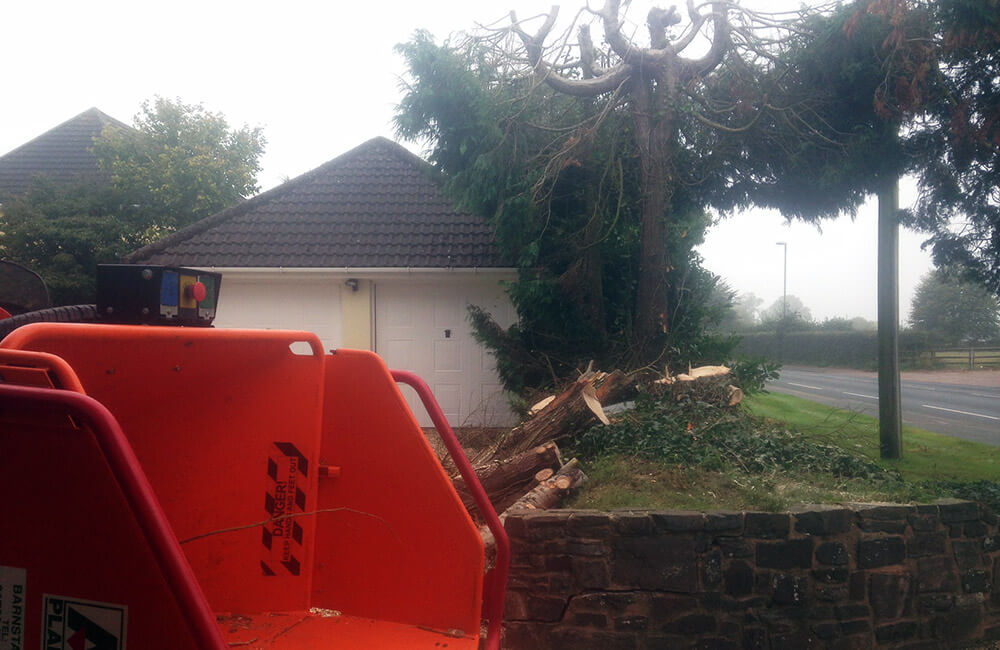 Tree Surgery North Devon